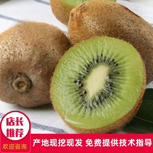 苍溪县徐香猕猴桃苗  绿心猕猴桃苗 嫁接苗 包技术