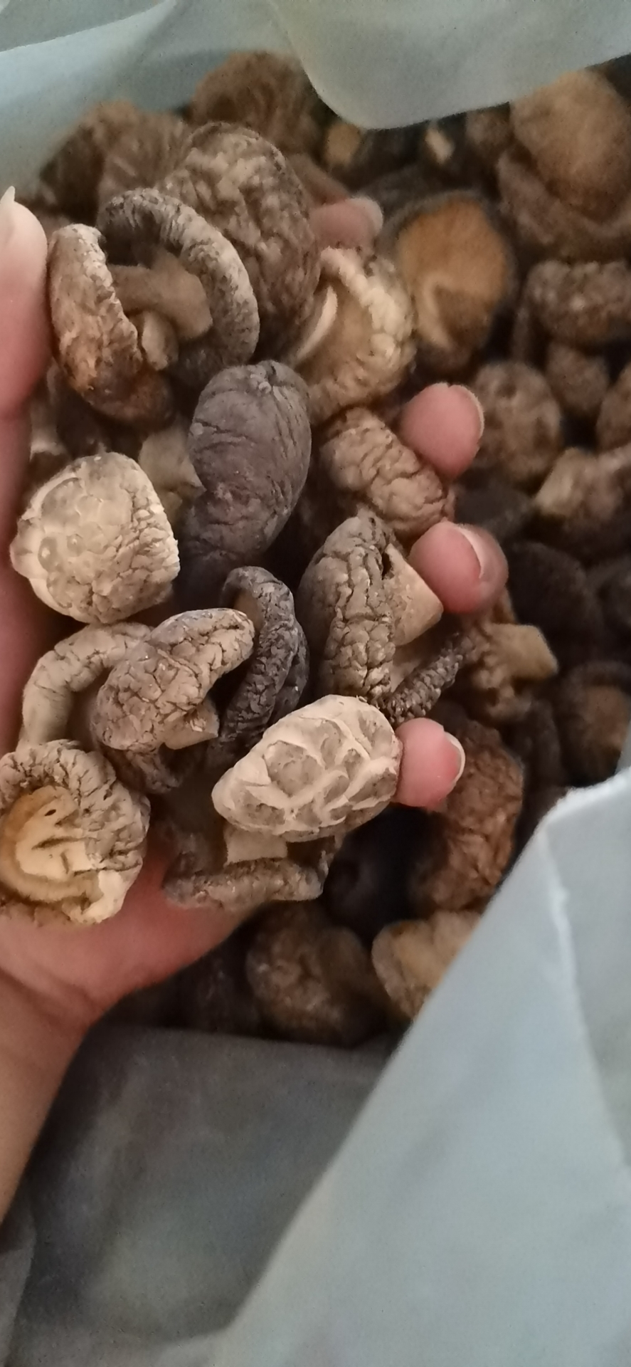 干香菇批发价，