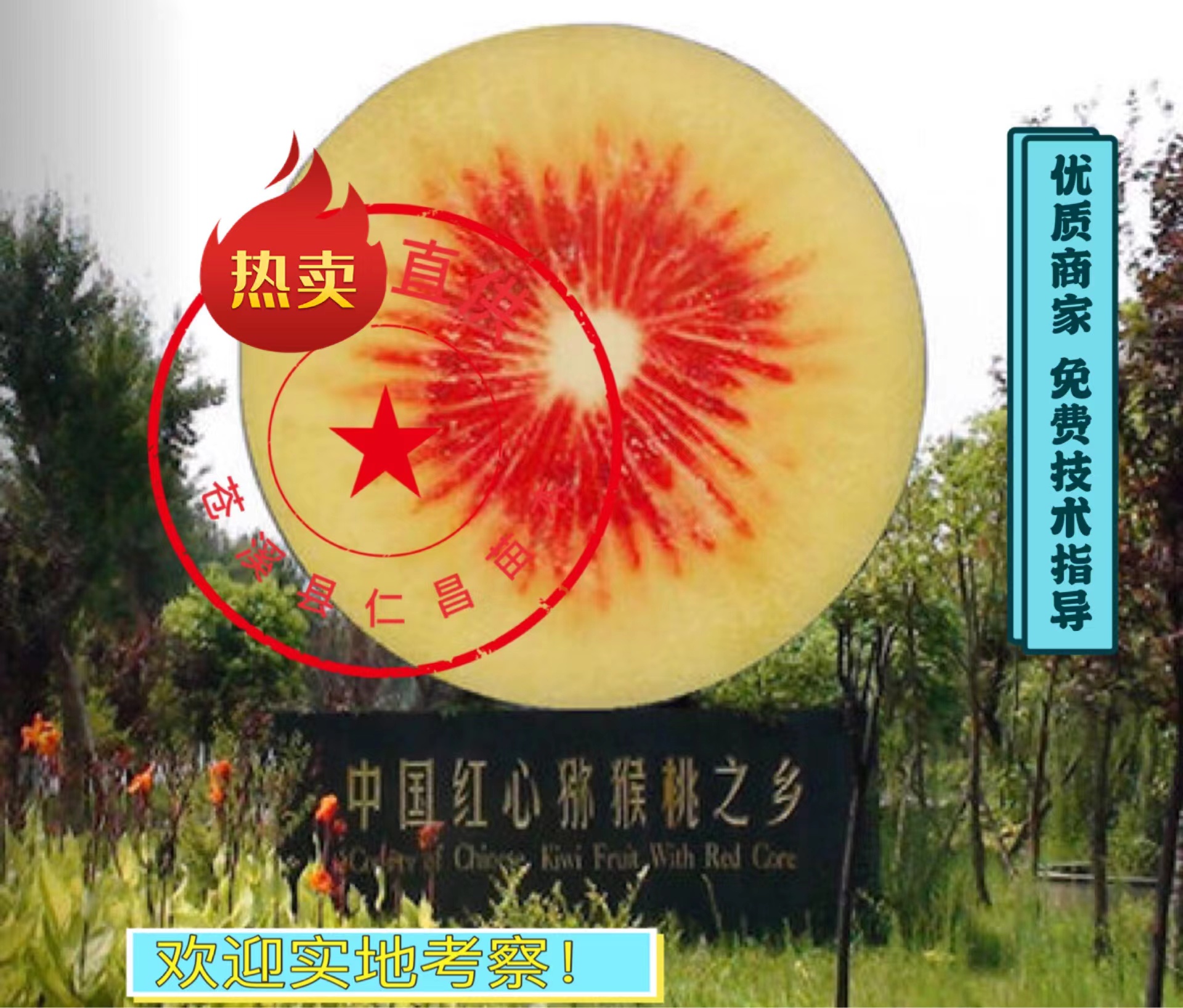 苍溪县红阳猕猴桃苗  【热卖】有水杨桃嫁接的 免费技术 产地货源