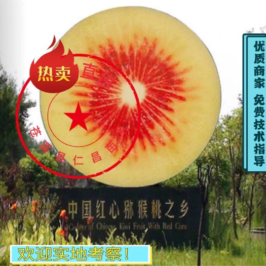 苍溪县红阳猕猴桃苗  【热卖】有水杨桃嫁接的 免费技术 产地货源