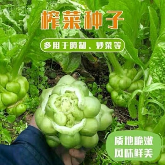 成都榨菜种子叶用茎用芥菜种子 疙瘩菜芥菜种子 大头菜种子 棒菜种