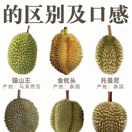 深圳金枕榴莲