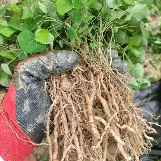 彭泽县粉防己种苗 粉防己种苗，基地发货