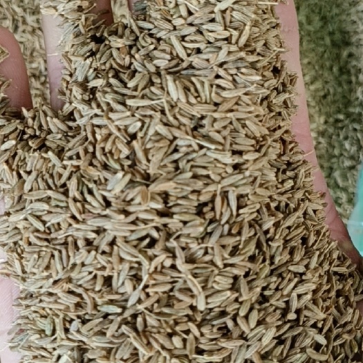 陆川县孜然   印度孜然（欧标）新货 含量高  1斤起批