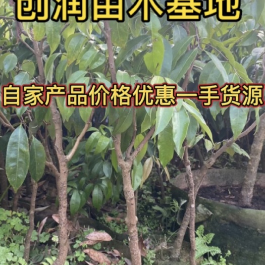 灵山县妃子笑   贵味   自产产品价格优惠