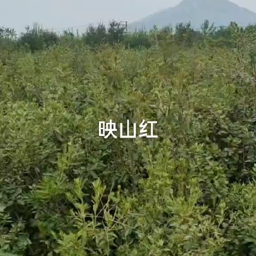 映山红 黄杜鹃一手货源批发