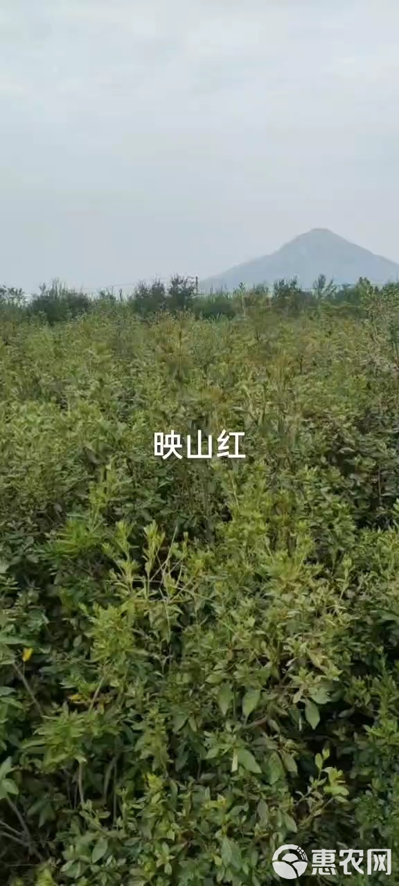 映山红 黄杜鹃一手货源批发