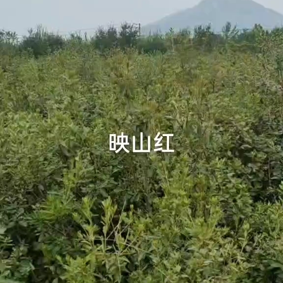 映山红 黄杜鹃一手货源批发