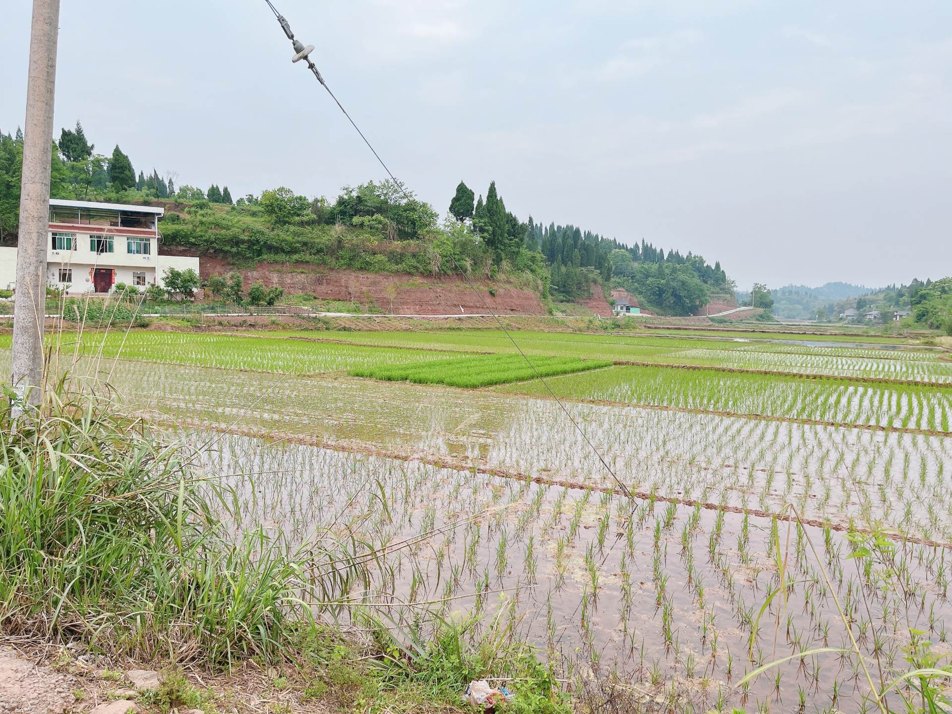 重庆市荣昌100亩基本农田出租，有排水，电力排灌，地势平坦