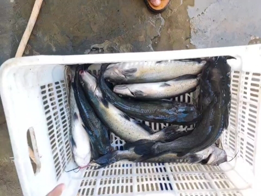 洛宁县鮰鱼2-5斤成鱼