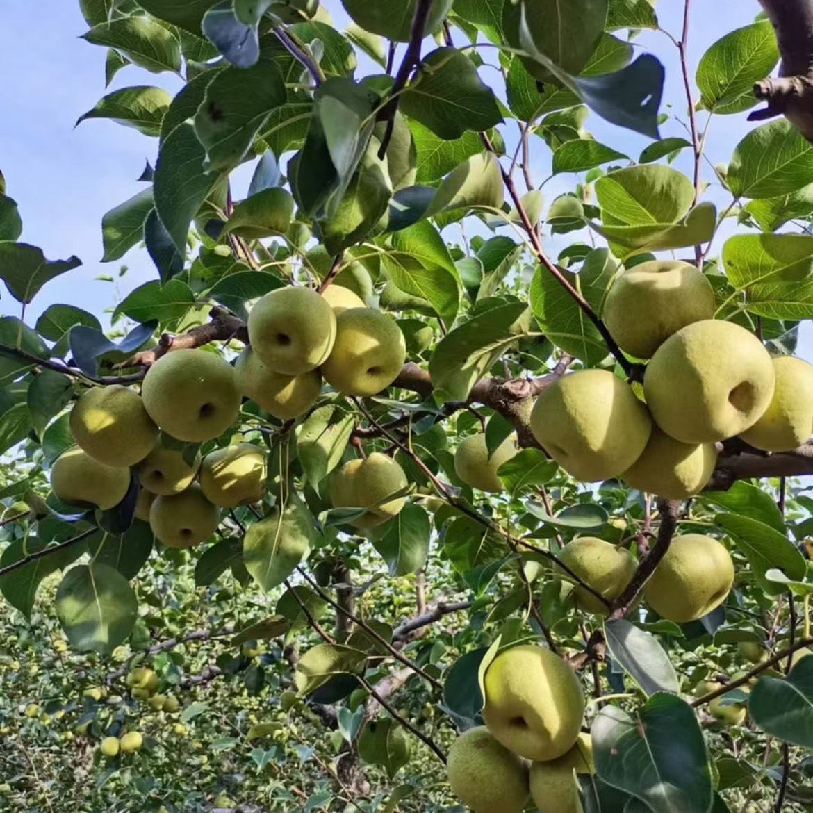 河南商丘宁陵金顶谢花酥梨，百年老树，万亩果园。