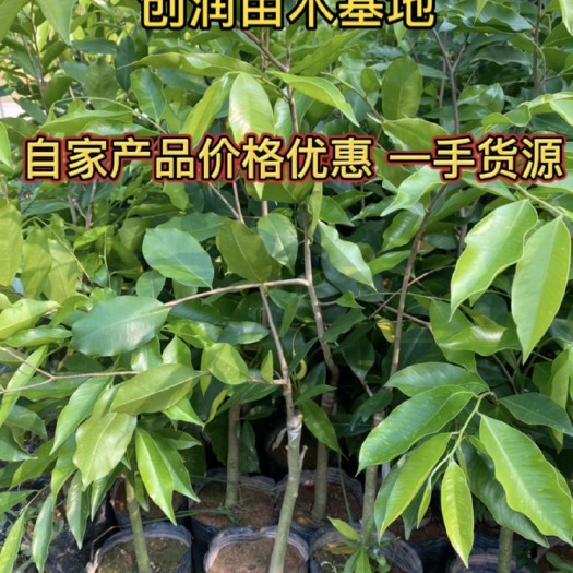 灵山县奇楠沉香苗  嫁接苗 自产产品 价格优惠