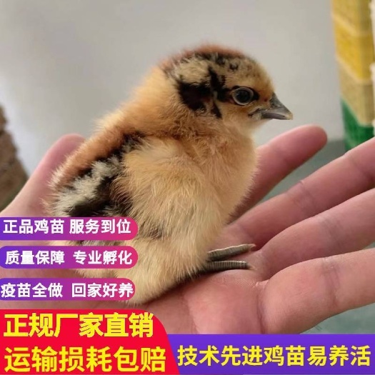 南宁良凤花鸡苗 统货