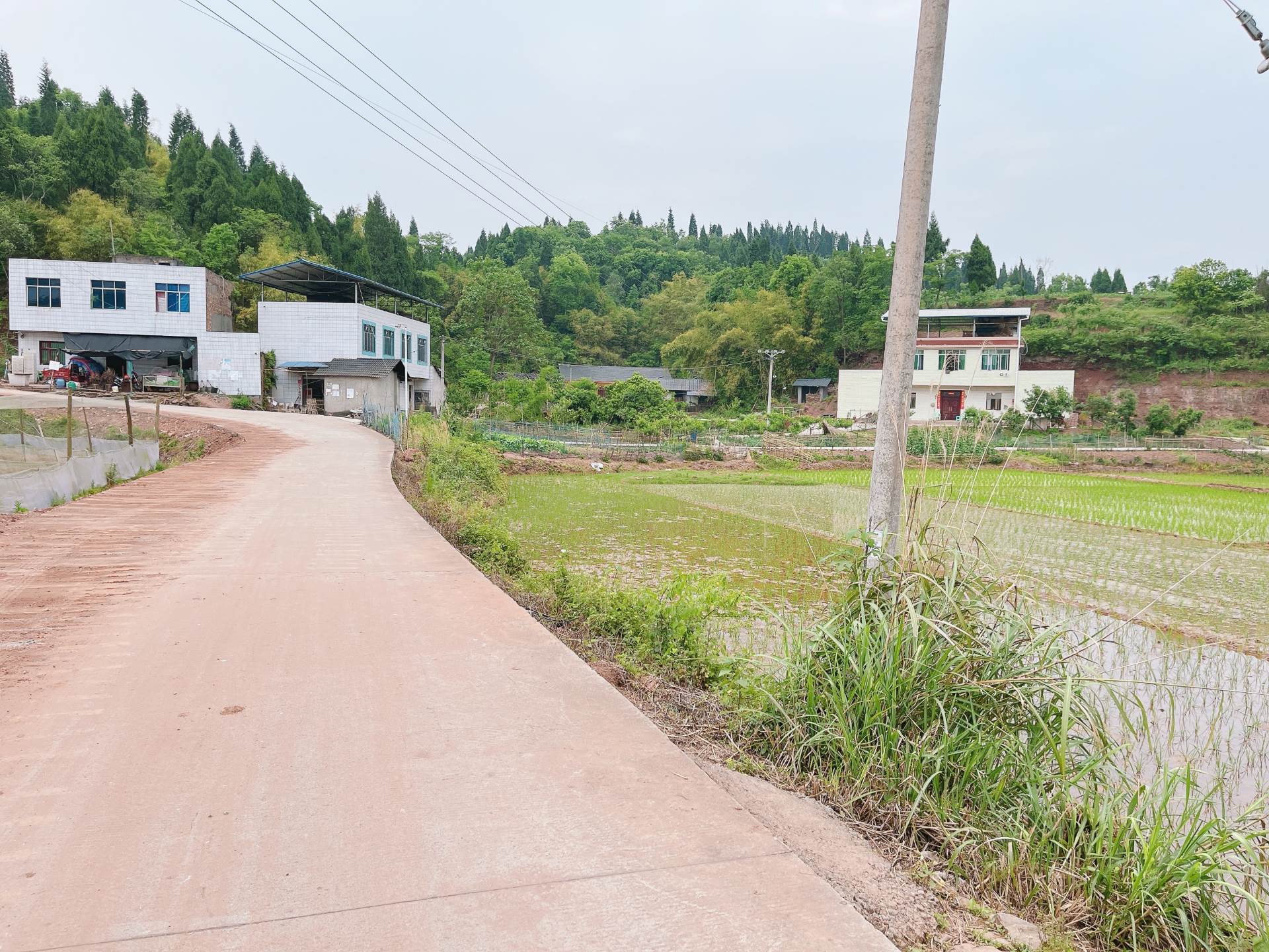 重庆市荣昌100亩基本农田出租，有排水，电力排灌，地势平坦