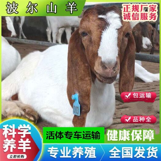 长沙波尔山羊纯种波尔山羊小羊羔活体羊苗成年多胎怀孕母羊种公羊