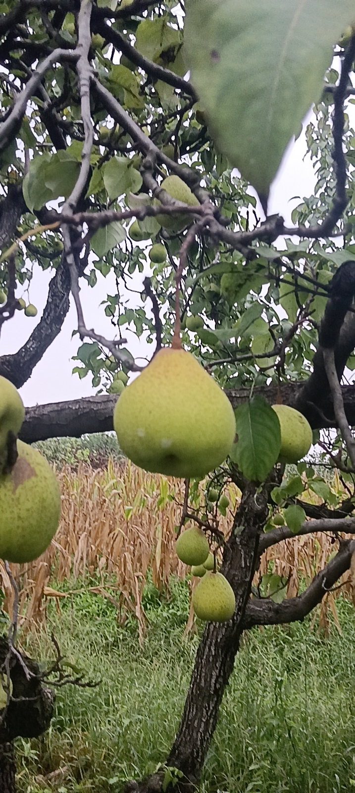 丰县丰县大沙河水果基地红富士苹果，砀山酥梨