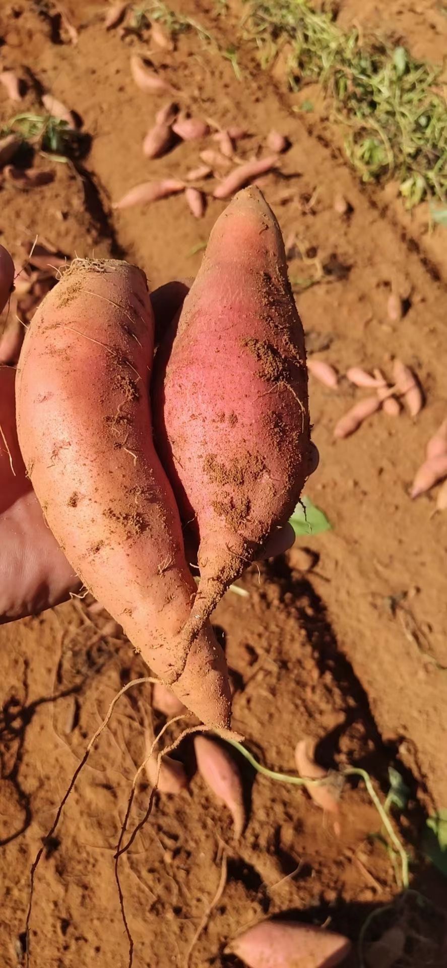 自家种植正宗红皮红心烟薯25号，软糯香甜无丝，烤出来流油