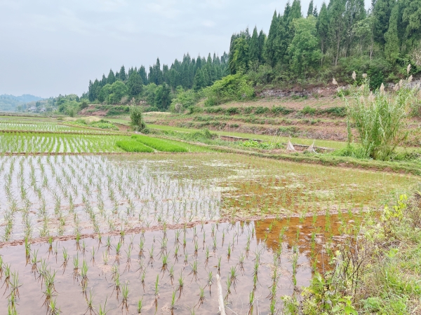 重庆市荣昌100亩基本农田出租，有排水，电力排灌，地势平坦