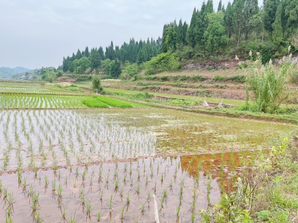 重庆市重庆市荣昌100亩基本农田出租，有排水，电力排灌，地势平坦