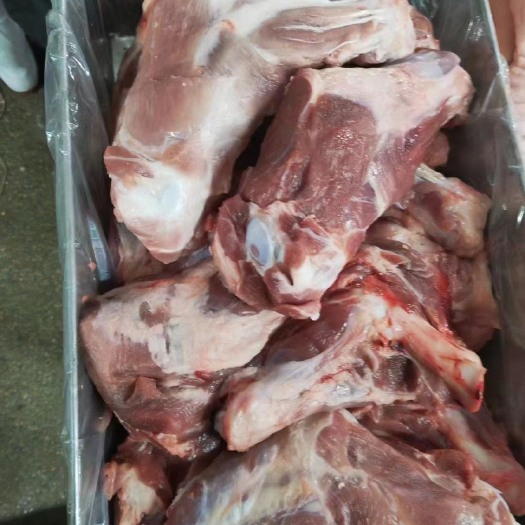 带腱前腿骨