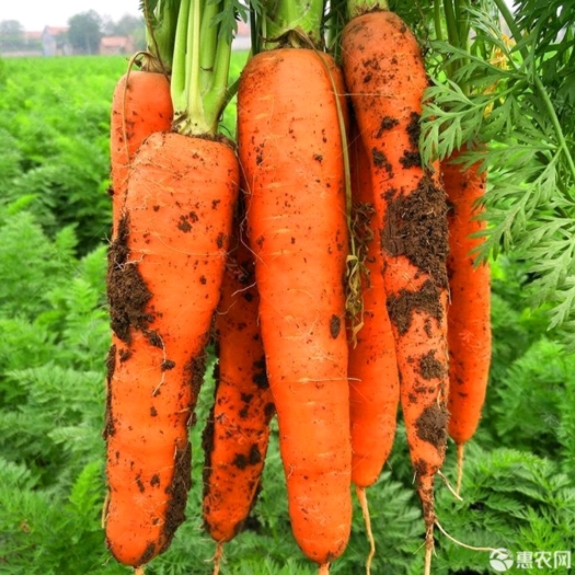 定州市杜绝假货胡萝卜种子种籽春秋蔬菜种子菜籽胡萝卜籽大田用种包邮
