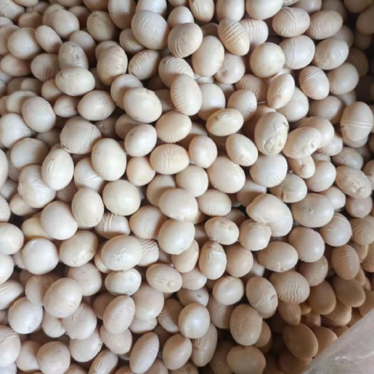 淮安江苏大豆，2022新豆，冀豆品种