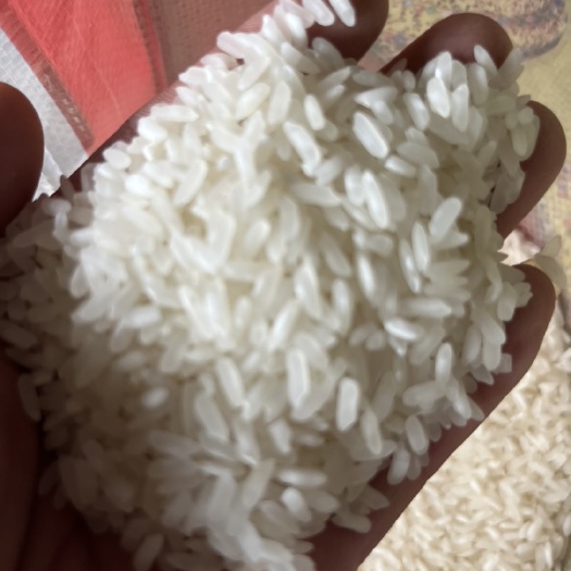 永胜县502香米