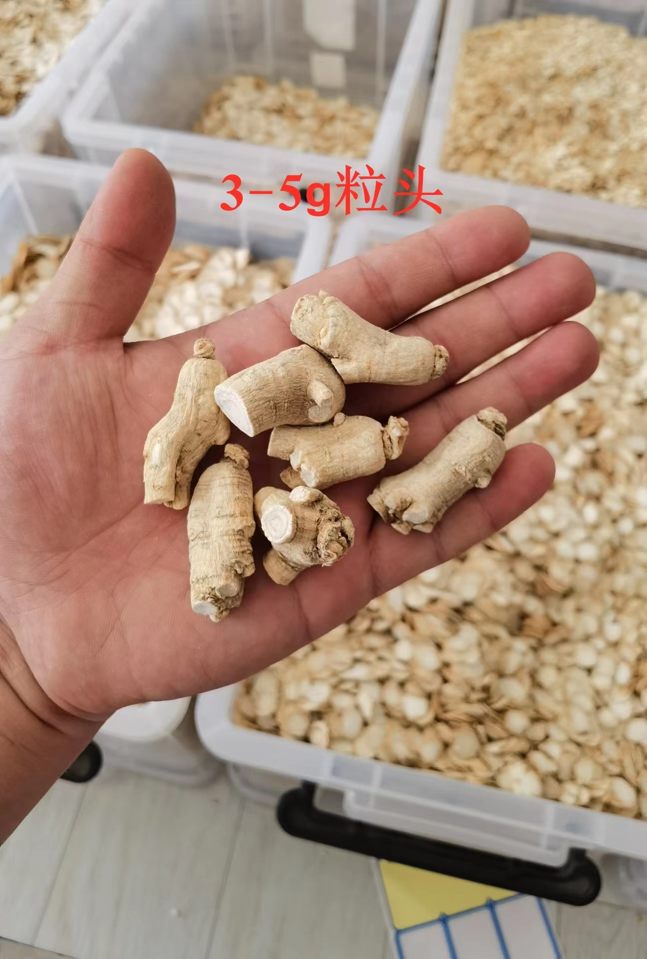 【長白山發(fā)貨】20克軟質(zhì)西洋參粒頭花旗參圓粒多規(guī)格可選包郵