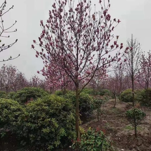 南京红玉兰