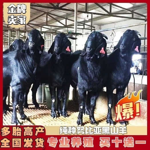 长沙纯种努比亚黑山羊种苗活羊40斤小羊羔羊苗高产怀孕母羊种公羊