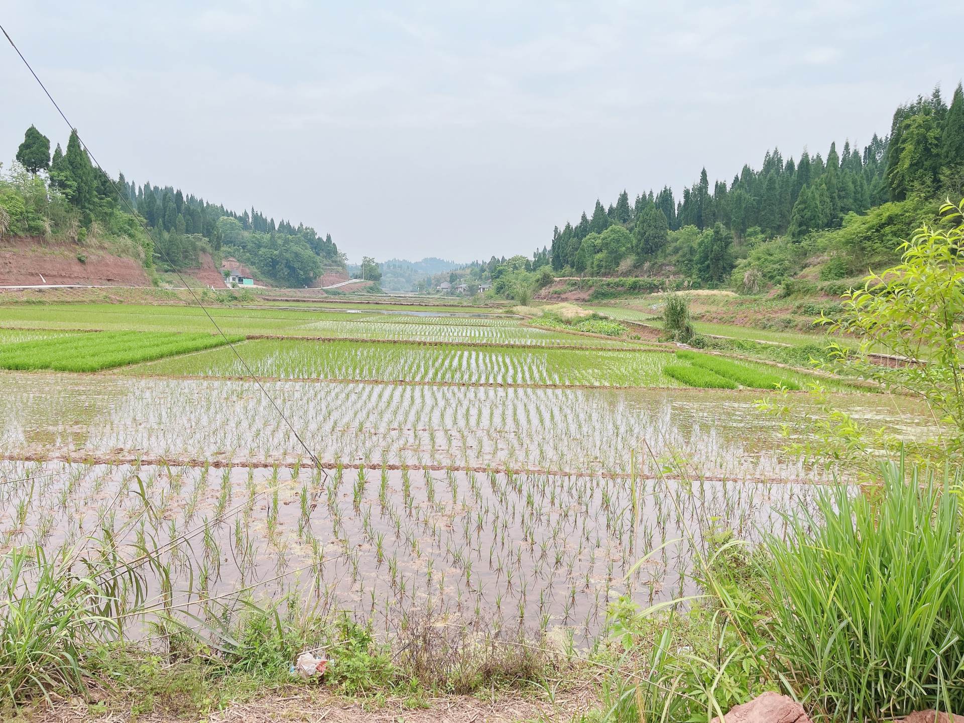 重庆市荣昌100亩基本农田出租，有排水，电力排灌，地势平坦