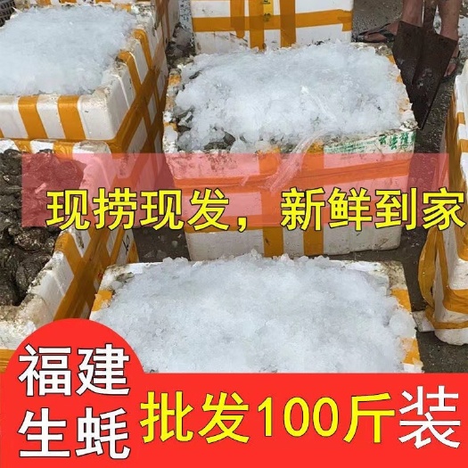 诏安县大蚝1元1个新鲜带壳大生蚝烧烤地摊专用100斤装