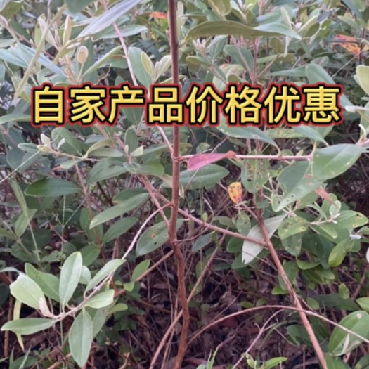 灵山县桃金娘  自产产品价格优惠