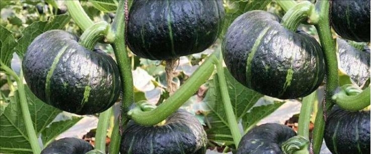 乌兰察布400亩贝贝瓜，个头均匀  抄底价格