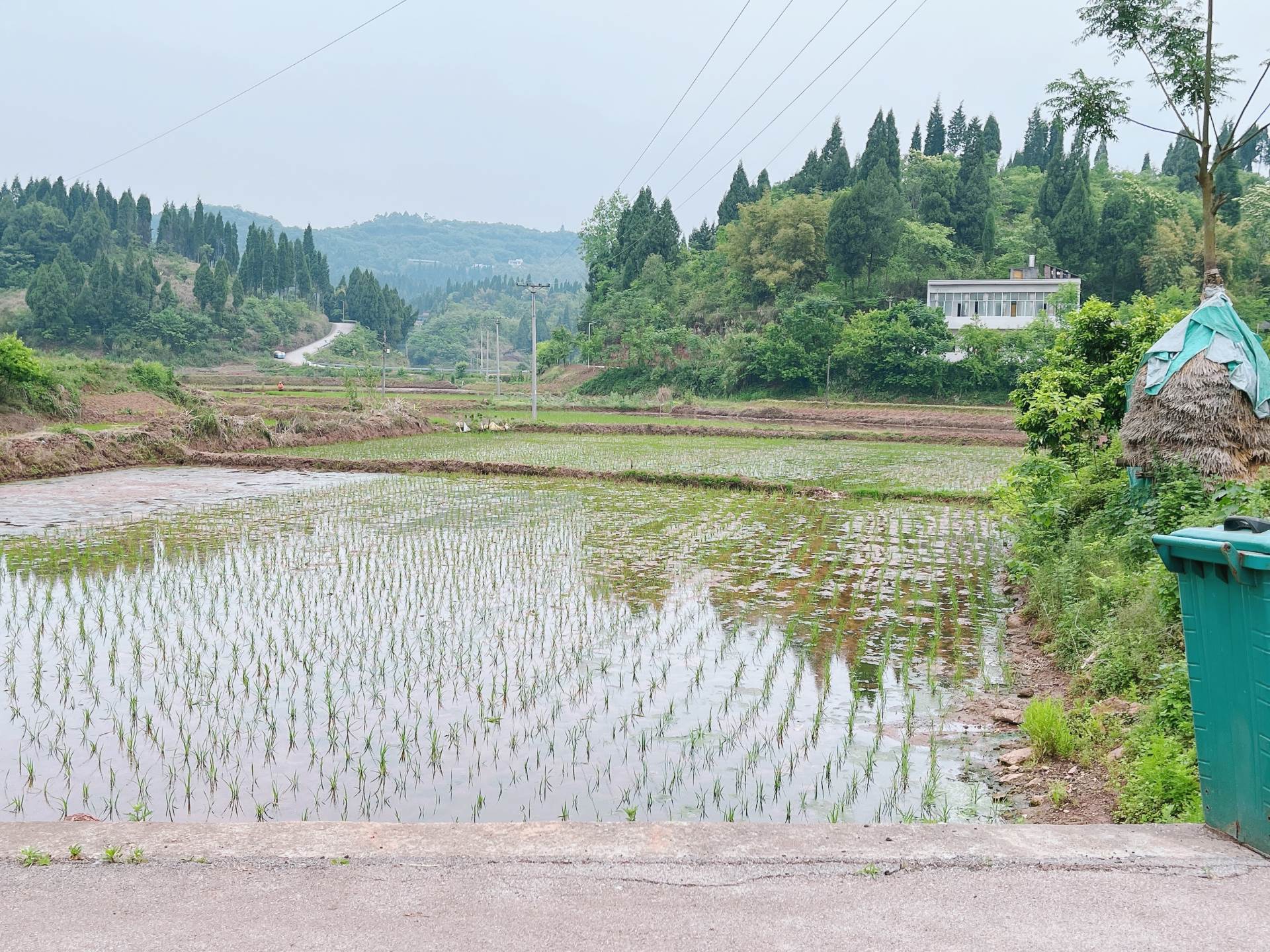 重庆市荣昌100亩基本农田出租，有排水，电力排灌，地势平坦