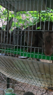 绿色食草生长迅速中型肉兔