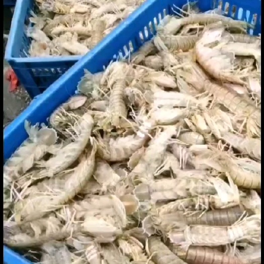 北海皮皮虾
