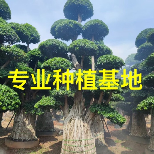 广西造型小叶榕批发 榕树桩景报价 小叶榕桩头价格 高度3米