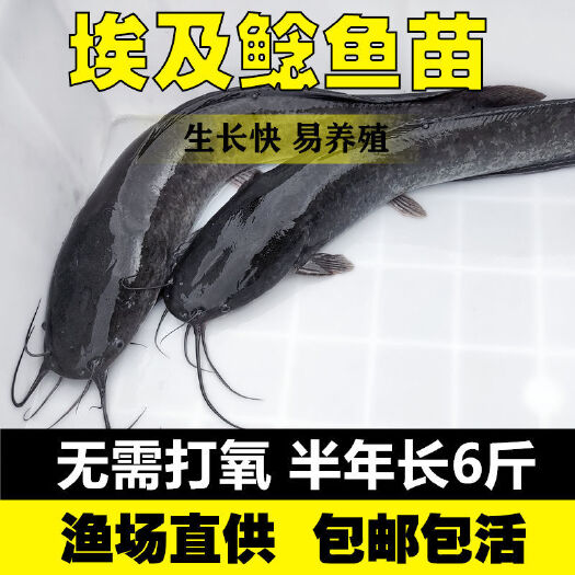 广州福建埃及鱼苗，  埃及鱼苗，人工养殖，，基地直销，包回收