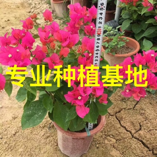 漳州红花三角梅盆栽30-40高
紫花三角梅盆栽批发 云南紫三角梅