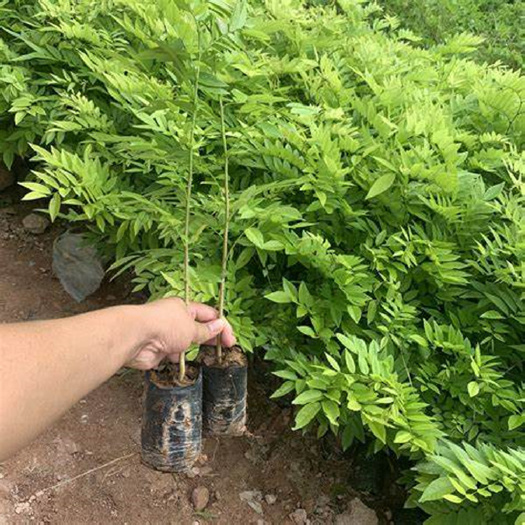 东海县海南黄花梨树苗正宗降香黄檀名贵木材黄花梨苗花卉庭院金丝楠沉香