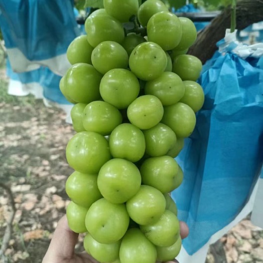 辛集市阳光玫瑰各种品质果，有需要的速联系