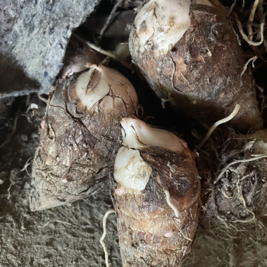 兰溪市红芽毛芋
