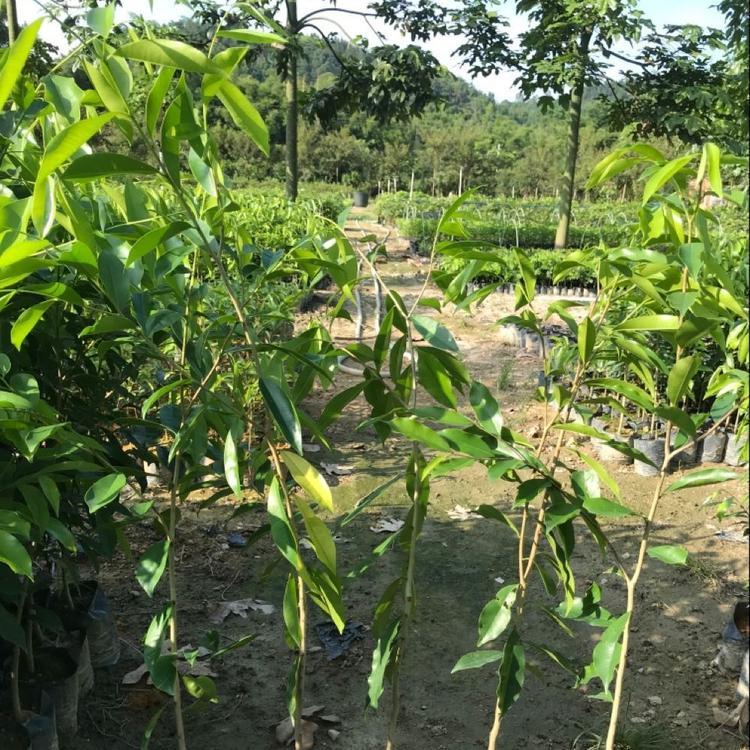 名贵树苗 嫁接奇楠沉香树苗 绿奇楠沉香树苗绿化沉香树苗地栽苗