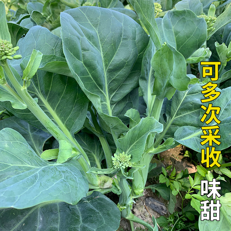广州宝宝芥兰菜种籽广东芥蓝菜籽四季高产介兰菜种子青菜籽种蔬菜种孑