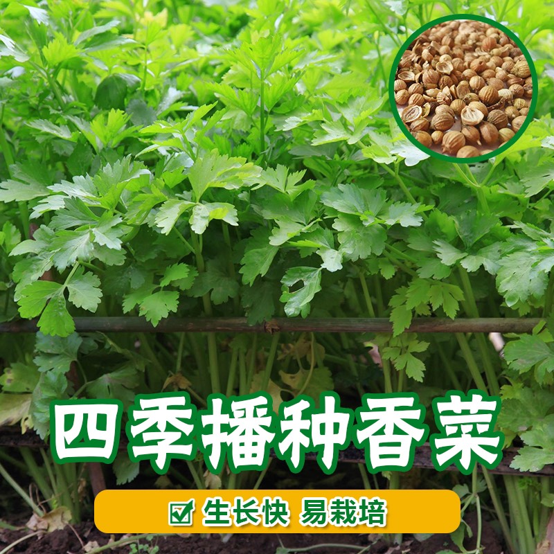 祁東縣全年雅綠香菜種子四季種植耐抽苔纖維少 粗生快大 品質佳 包郵