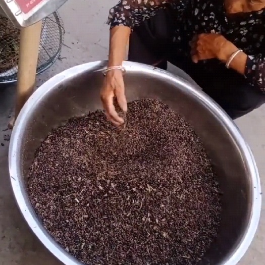 洛阳鼠妇诱饵药 西瓜虫 诱饵药配方