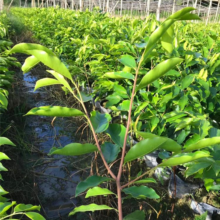 名贵树苗 嫁接奇楠沉香树苗 绿奇楠沉香树苗绿化沉香树苗地栽苗