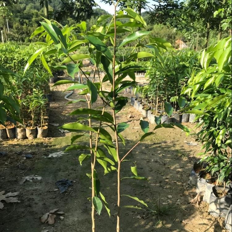 名贵树苗 嫁接奇楠沉香树苗 绿奇楠沉香树苗绿化沉香树苗地栽苗