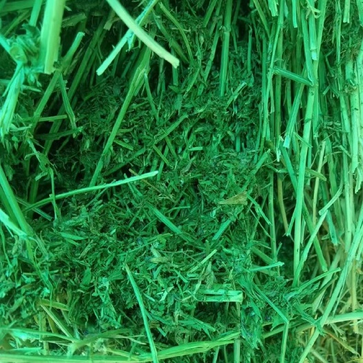 伊宁市苜蓿草
